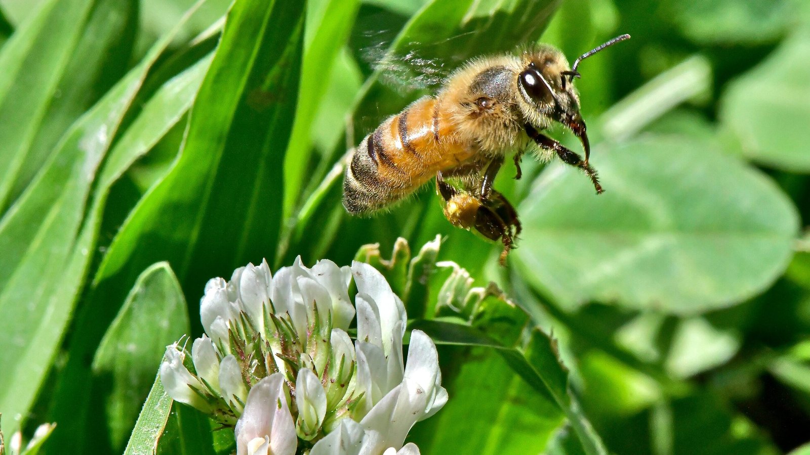 black and brown bee on white flower