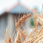 a close up of a bunch of wheat