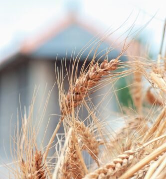 a close up of a bunch of wheat