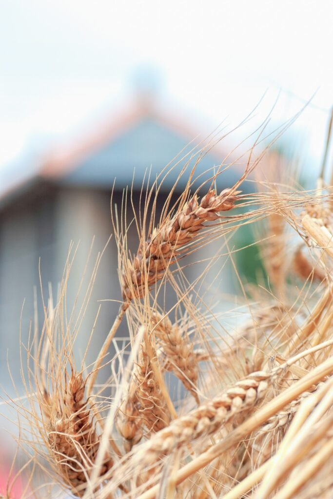 a close up of a bunch of wheat