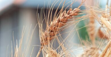 a close up of a bunch of wheat